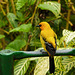 Yellow Oriole, Asa Wright Nature Centre, Trinidad