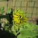 Sunflower 0617 2455