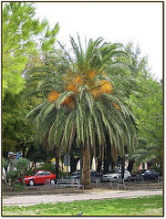Crikvenica's most beautiful palm