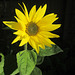 Sunflower 0617 2463