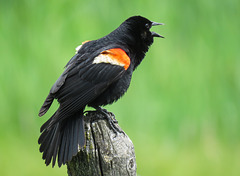 Red-winged Blackbird male / Agelaius phoeniceus