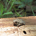 American toad - more typical color