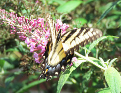 Eastern Tiger Swallowtail ..