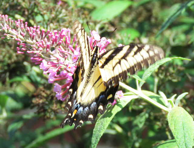 Eastern Tiger Swallowtail ..