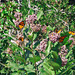 Manitoulin Island, Monarch Butterflies at Carter Bay - 2007 (PiP)