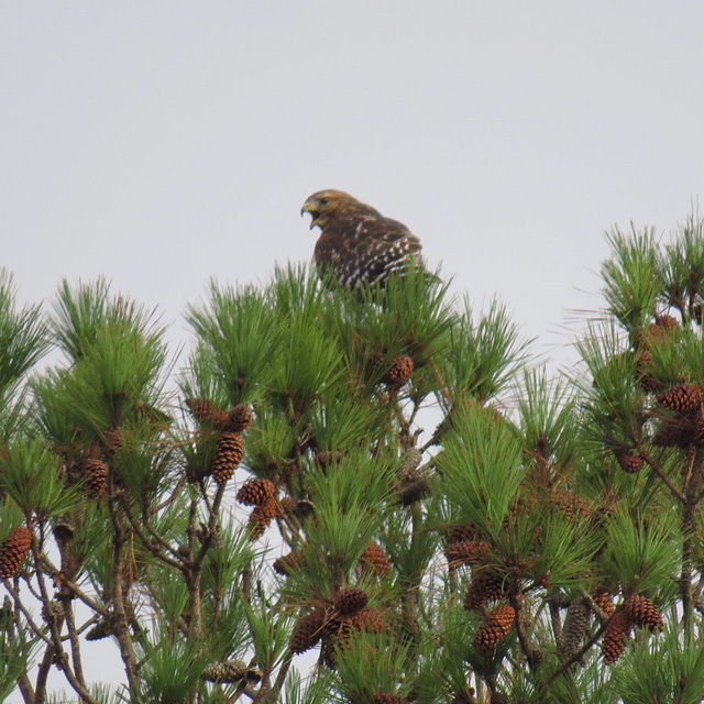 Red-shouldered hawk in pine tree