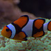 IMG_4752Clownfish