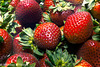 Strawberries Macro 052615