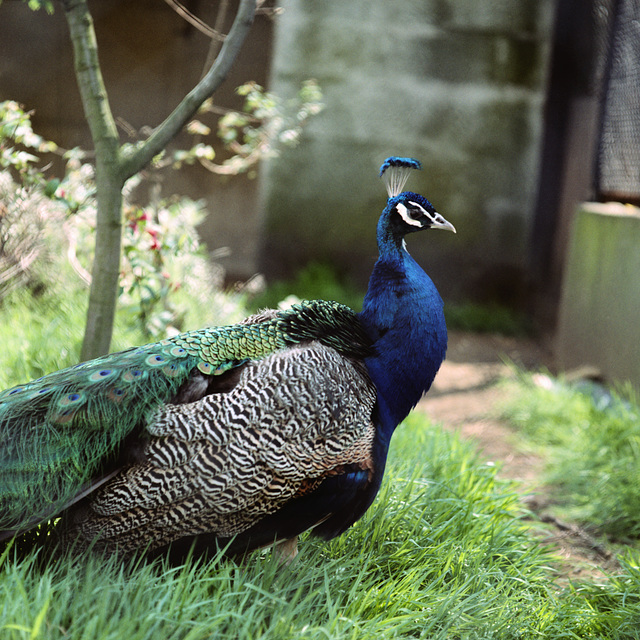 Peacock, London Zoo, 1980