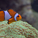 IMG_4755Clownfish