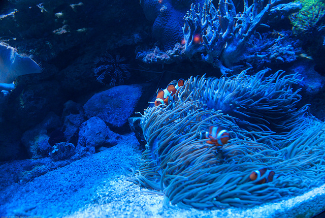 Meeres Auquarium Zella-Mehlis