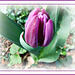 Tulipe au jardin avec Photoscape