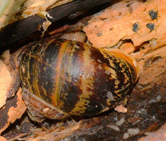 Life under a log. Snail and strange black beasties and baby Woodlice?