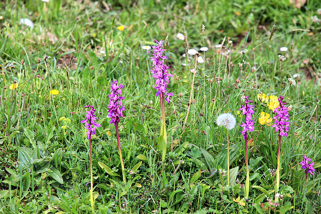 Orchideen in den Almwiesen am Prodel bei Steibis/Allgäu