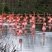 Flamingo pool at Chester Zoo.