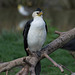 cormoran pie (Microcarbo melanoleucos)