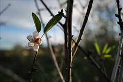 First almond tree blossom, a new beginning !