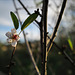 First almond tree blossom, a new beginning !