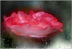 sad rose --rainy days ☂