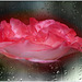 sad rose --rainy days ☂