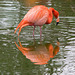 Flamingo reflection 1