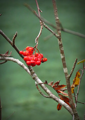 Rowan berries. Lake Eibsee, Garmisch-Partenkirchen.