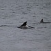 IMG 8911 - dolphins in the Moray Firth