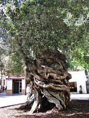 Uralter Olivenbaum (ca. 600 Jahre) vor dem Rathaus von Palma de Mallorca ( 1 PiP)