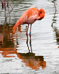 Flamingo reflection 2