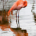 Flamingo reflection 2