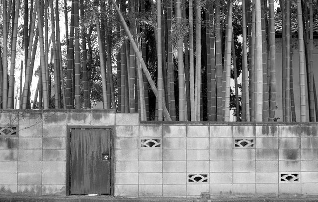 Bamboo and wall