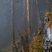 Totholz im Nebelwald