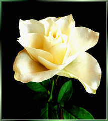 Weisse Rose... ©UdoSm