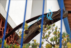 Penedos, Blue rope and fence