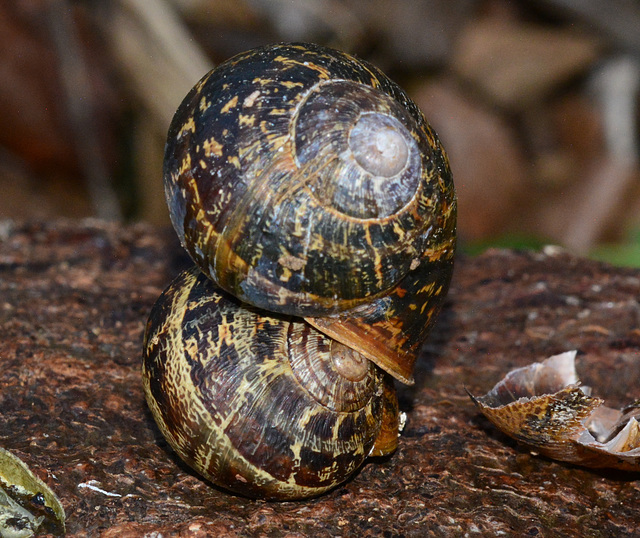 Life under a log. Snails