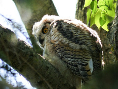 Great Horned Owl owlet, Ellis Bird Farm