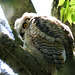 Great Horned Owl owlet, Ellis Bird Farm