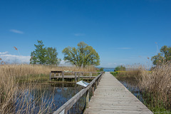 Amphibien-Schutzgebiet am Bodensee bei Kreuzlingen (© Buelipix)