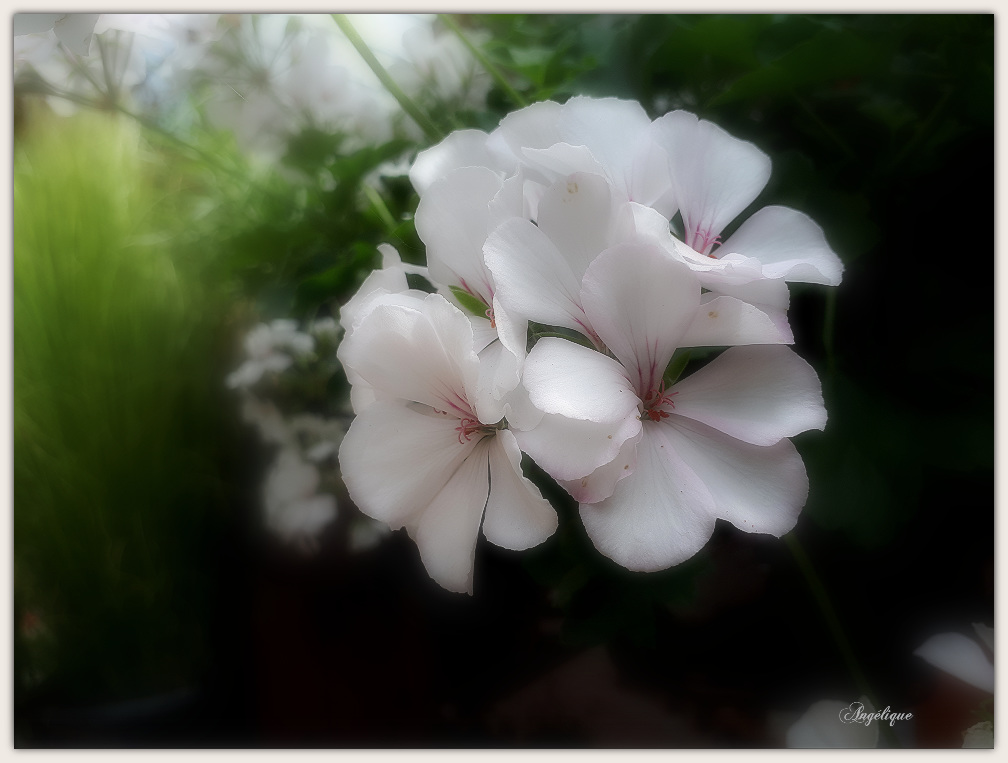 Pelargonium peltatum .....belle journée à tous ❤️