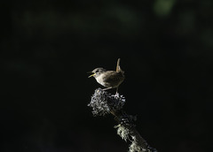 Wren singing in the dark of the forest