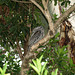 Frogmouth 012015 18