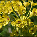 Euphorbia characias (3) - Copie