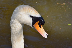 Swan neck!
