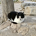 Athens 2020 – Acropolis cat