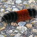 Woolly bear caterpillar (Explored)