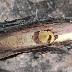 Chrysobothris sp., PL5504, larva
