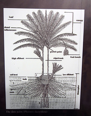 Date Palm Tree Diagram at Coachella Valley History Museum (2617)