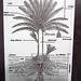 Date Palm Tree Diagram at Coachella Valley History Museum (2617)
