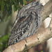 Frogmouth 012015 28