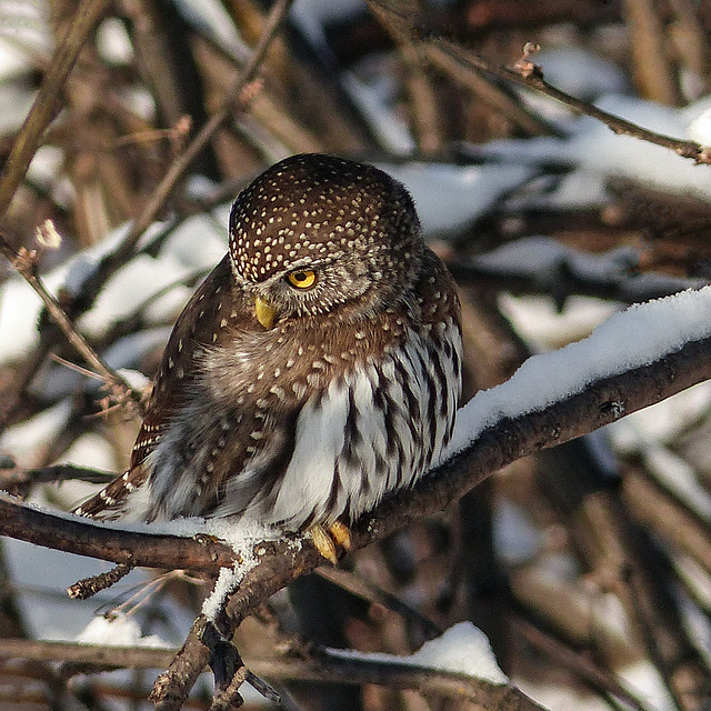 Northern Pygmy-owl on snowy branch